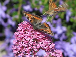 SX06516 Small Tortoiseshell (Aglais urticae) on pink flower Red Valerian (Centranthus ruber) and Painted lady butterfly (Cynthia cardui) landing.jpg